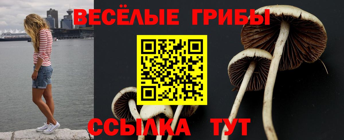 Псилоцибиновые грибы Psilocybine cubensis Кольчугино